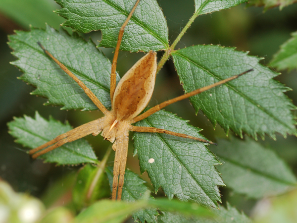Pisaura sp. - Hogna radiata