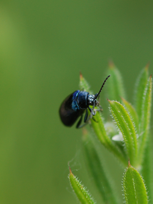 Chrysomelidae: Chrysolina haemoptera