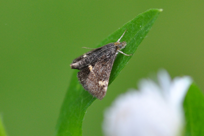 Pyrausta porphyralis - Crambidae