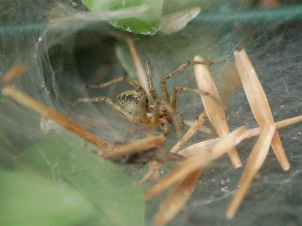 Agelena sp.