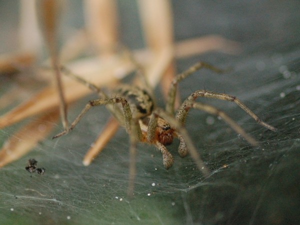 Agelena sp.