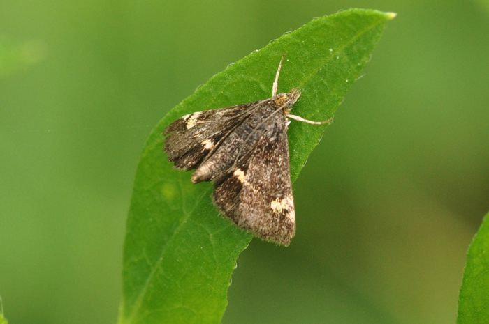 Pyrausta porphyralis - Crambidae