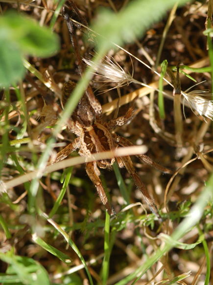 Pisaura sp. - Hogna radiata