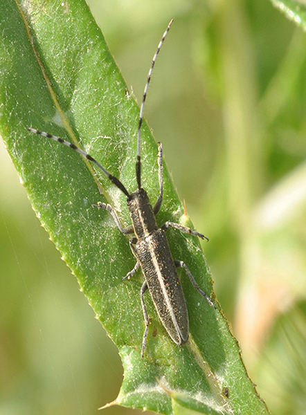 Agapanthia cardui ? Pi probabile A. suturalis