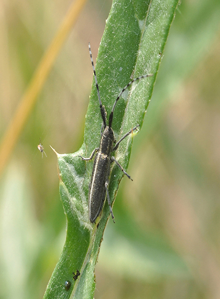 Agapanthia cardui ? Pi probabile A. suturalis