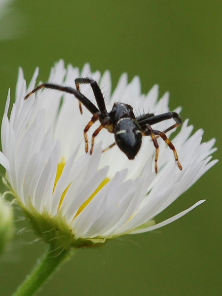 Synema globosum