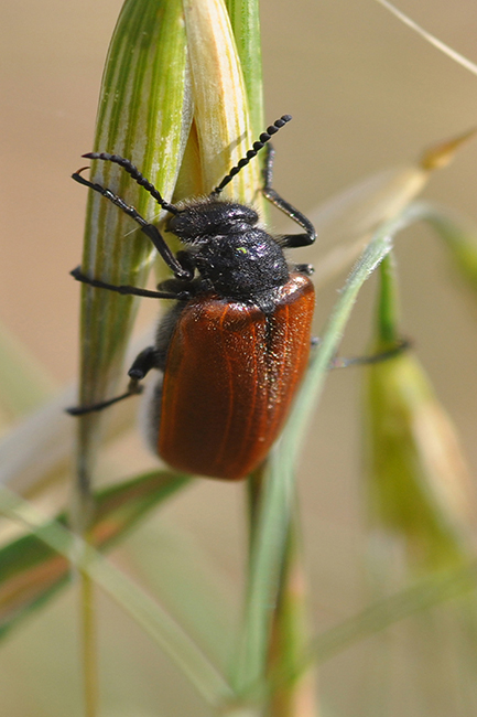 Lydus trimaculatus italicus