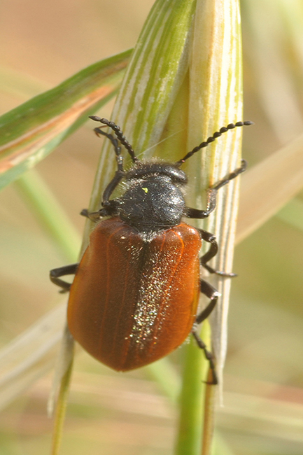Lydus trimaculatus italicus