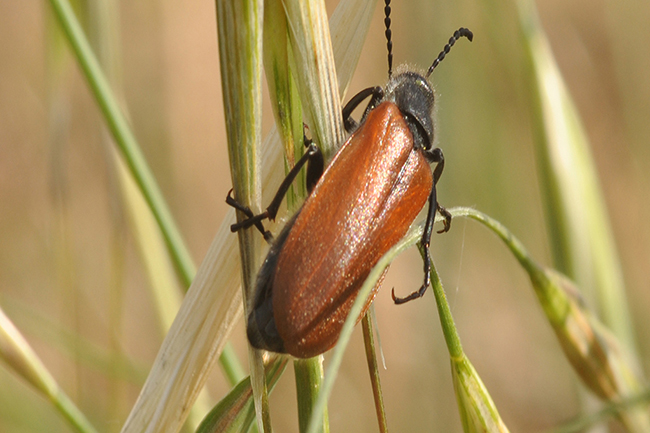 Lydus trimaculatus italicus