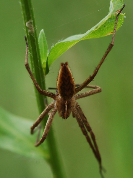 Pisaura sp.