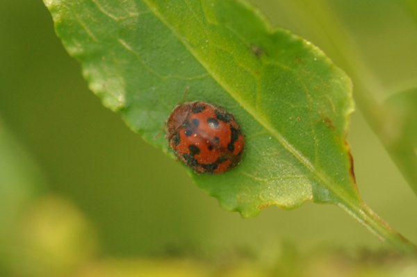 Subcoccinella 24-punctata