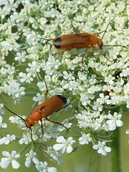 Da identificare: Zonitis flava