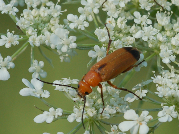 Da identificare: Zonitis flava