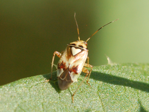 Sono Lygaenidae? No, Miridae