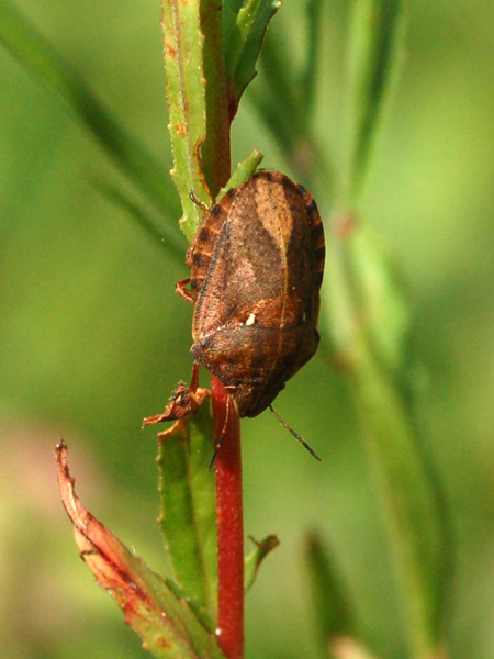 Da identificare - Carpocoris? No, Eurygaster testudinaria