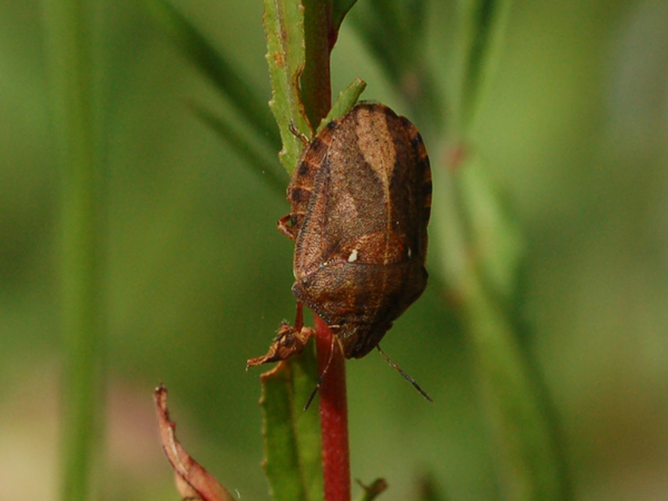 Da identificare - Carpocoris? No, Eurygaster testudinaria