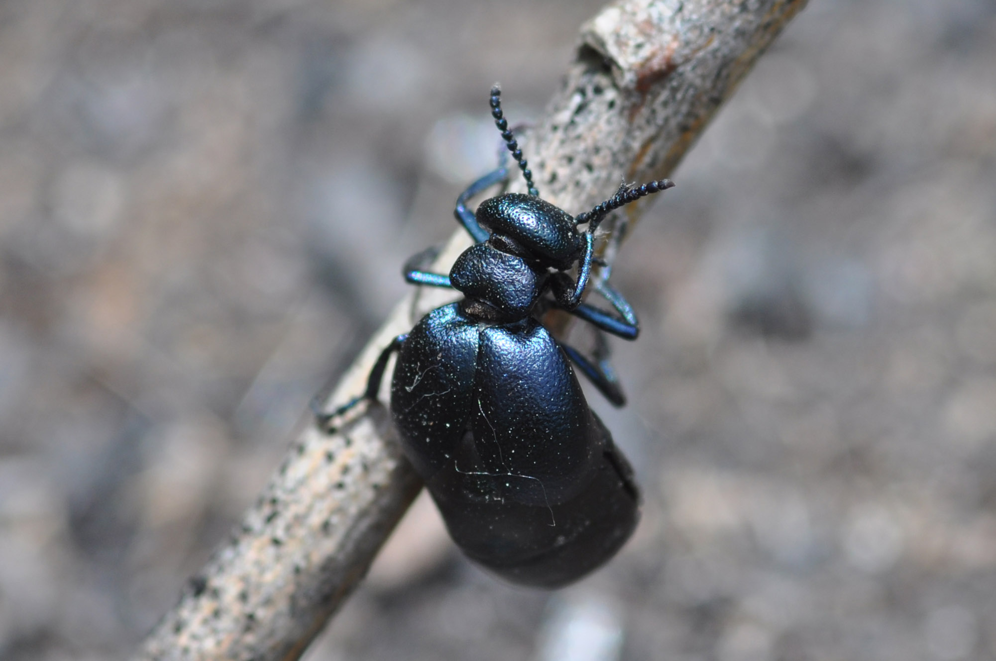 Meloidae: Meloe (Eurymeloe) brevicollis