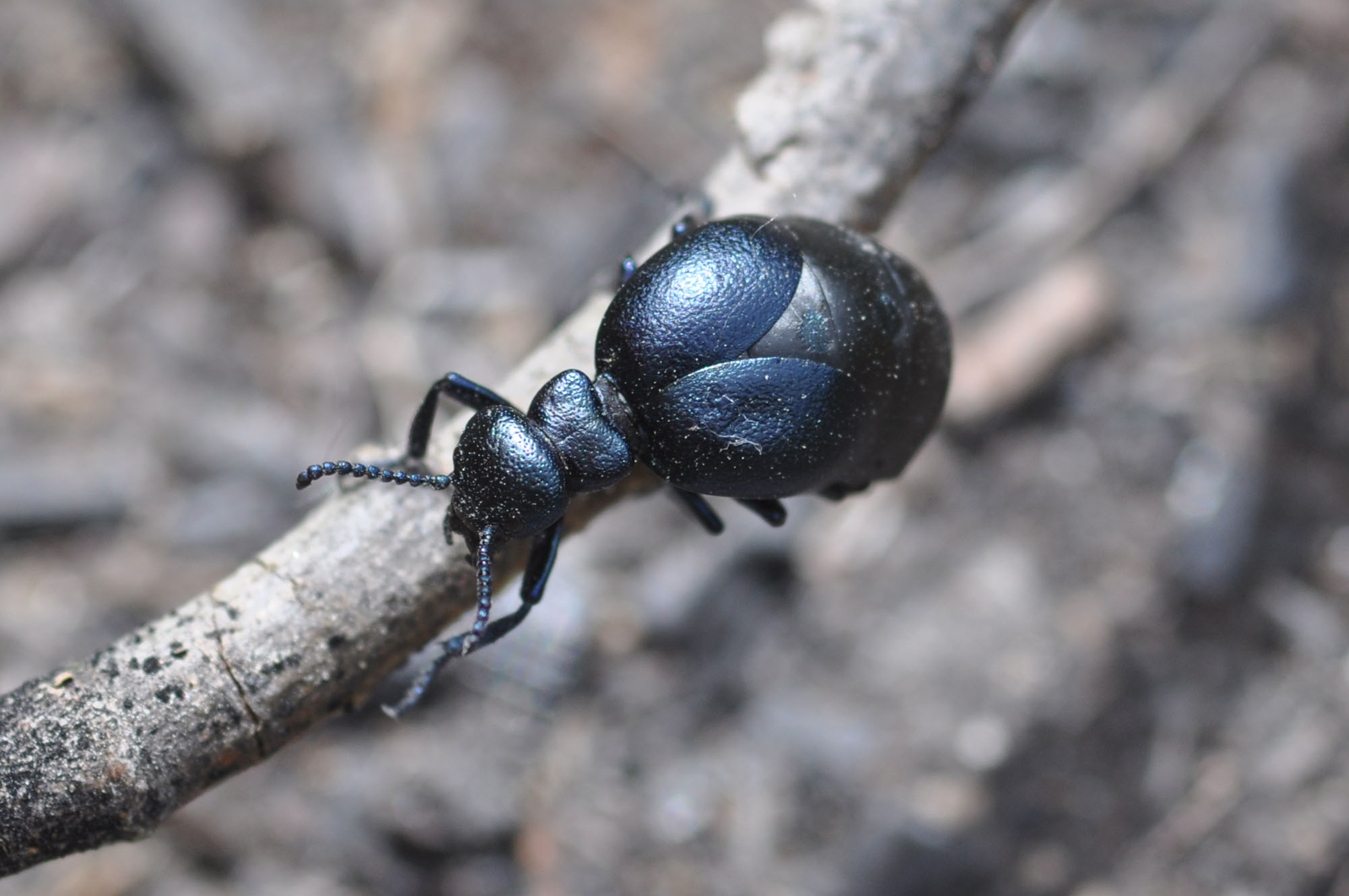 Meloidae: Meloe (Eurymeloe) brevicollis