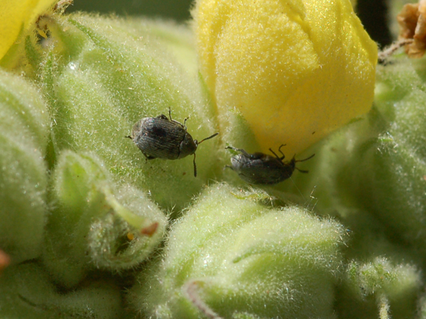 Chrysomelidae Bruchinae