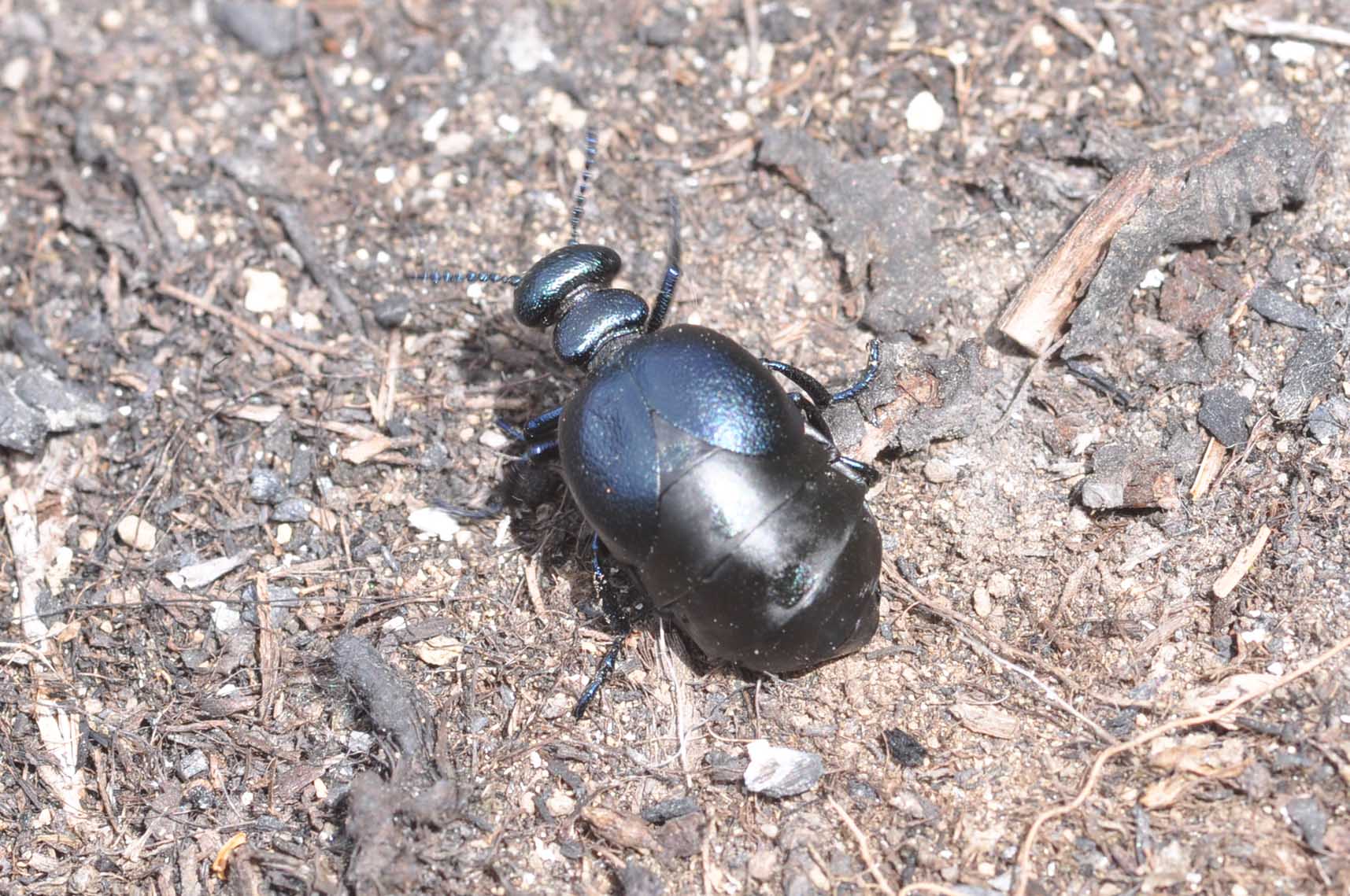 Meloidae: Meloe (Eurymeloe) brevicollis