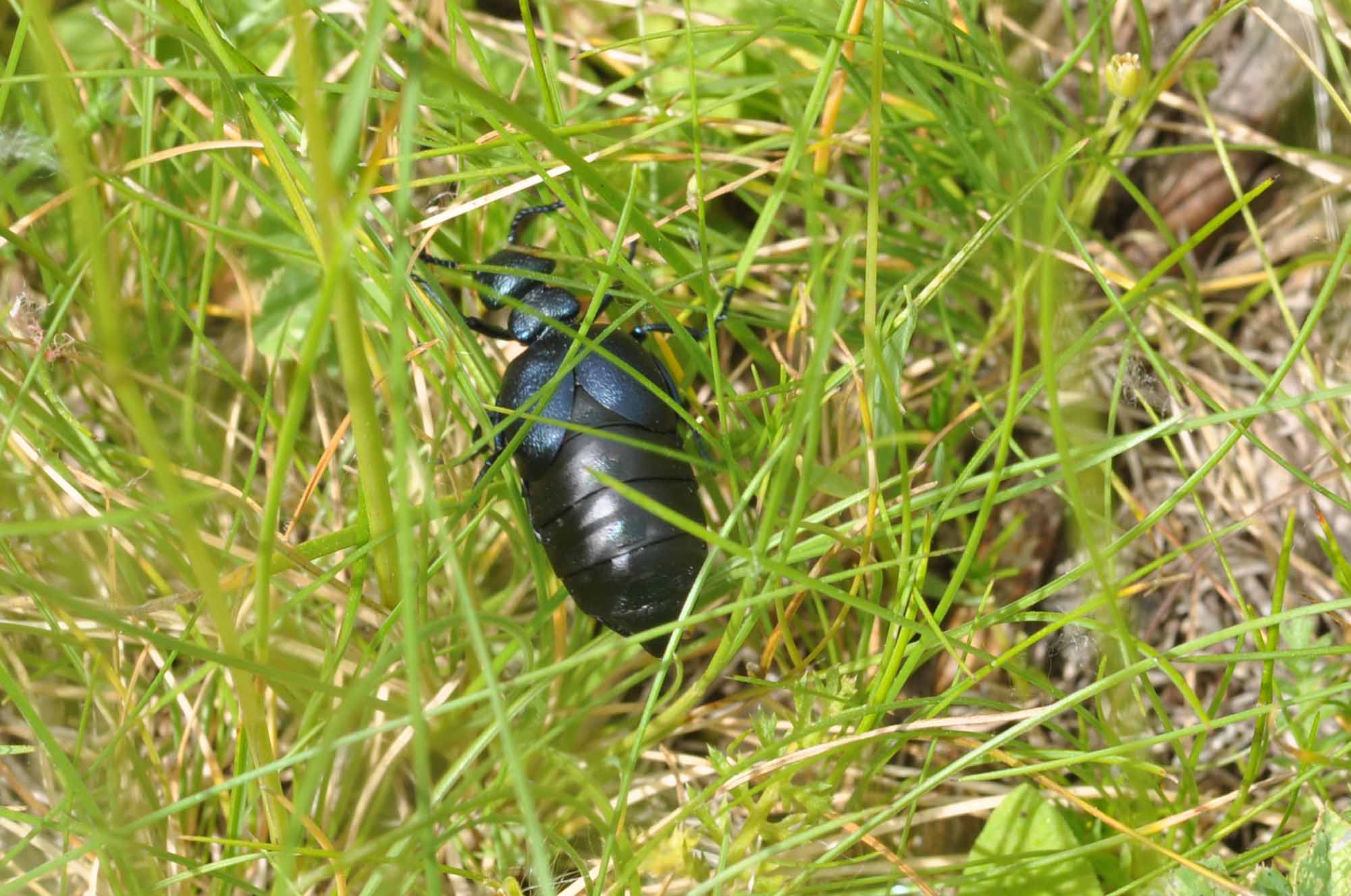 Meloidae: Meloe (Eurymeloe) brevicollis