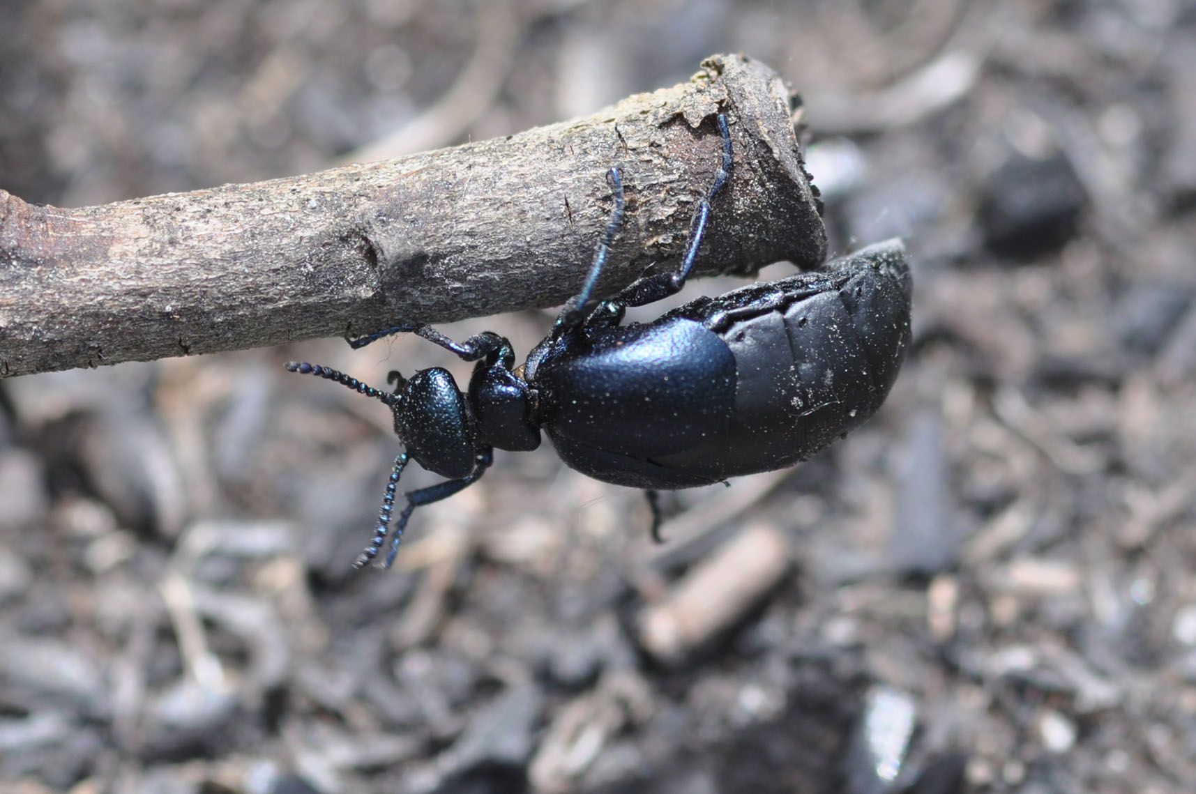 Meloidae: Meloe (Eurymeloe) brevicollis