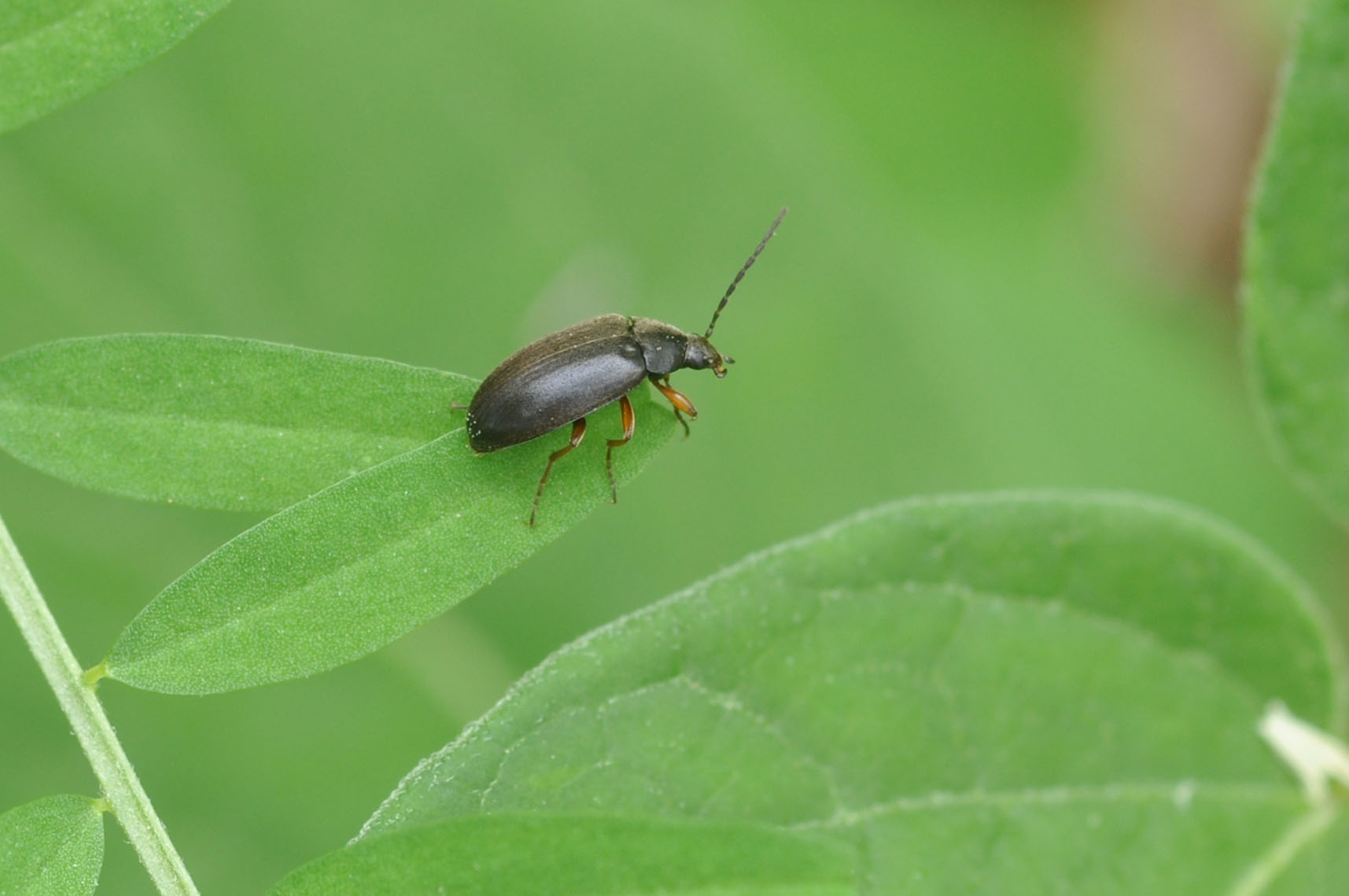 Isomira (Tenebrionidae)