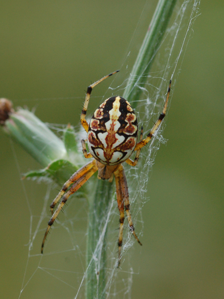 Neoscona adianta