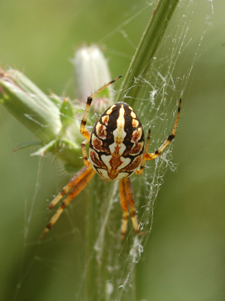 Neoscona adianta