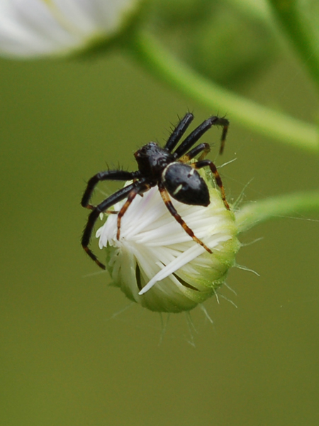 Synema globosum