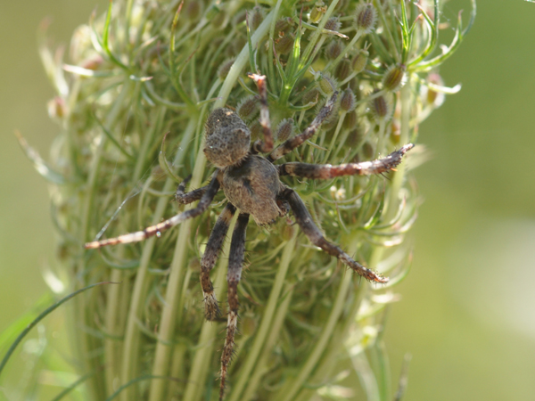 Araneus sp.