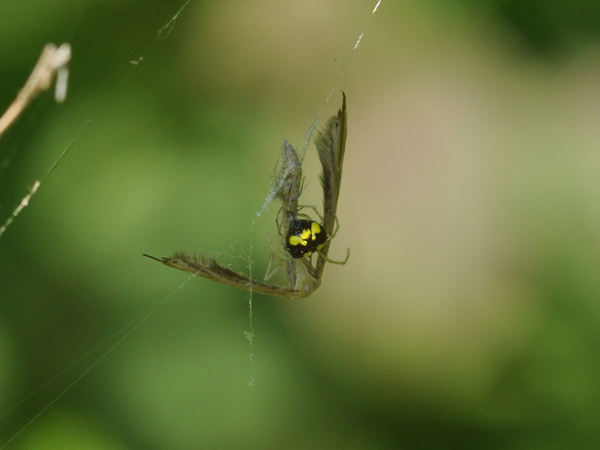 Theridula sp.