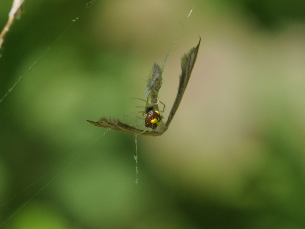 Theridula sp.