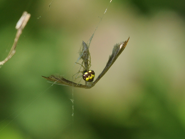 Theridula sp.