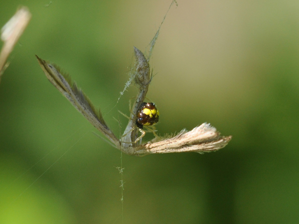 Theridula sp.