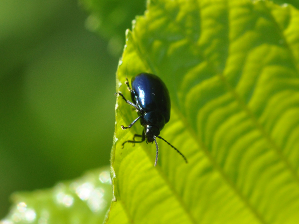 Chrysomelidae: Chrysolina haemoptera