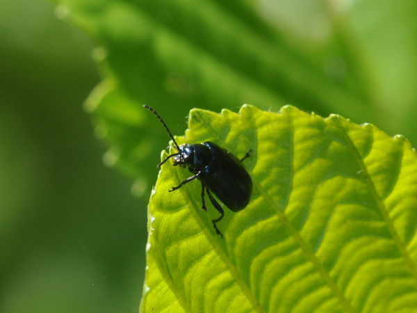 Chrysomelidae: Chrysolina haemoptera