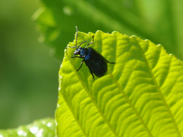 Chrysomelidae: Chrysolina haemoptera