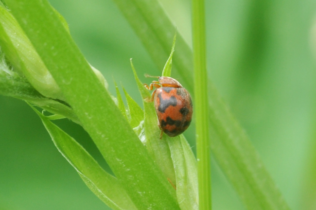 Subcoccinella vigintiquatuorpunctata