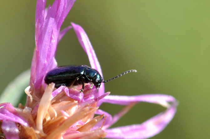 Altica sp.