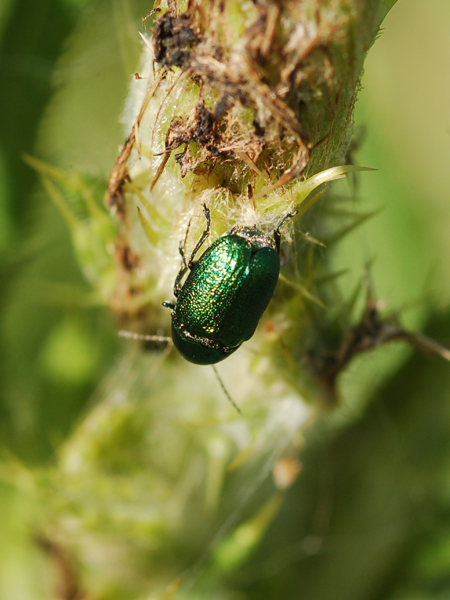 Chryptocephalus  hypochaeridis  o  Sericeus?