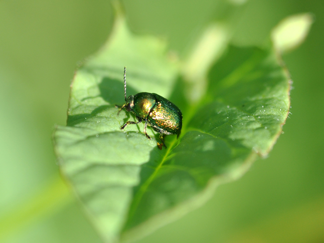 Chryptocephalus  hypochaeridis  o  Sericeus?