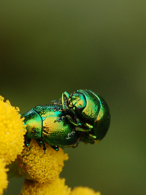 Chryptocephalus  hypochaeridis  o  Sericeus?