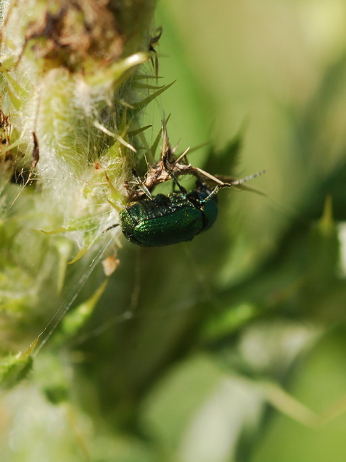 Chryptocephalus  hypochaeridis  o  Sericeus?
