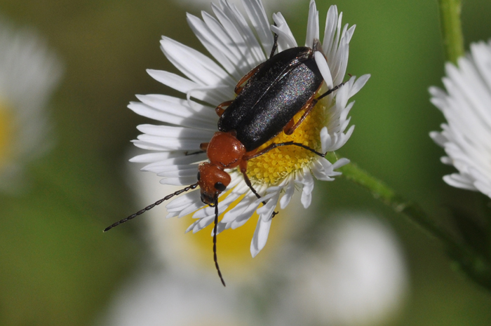 Zonitis (s.str.) flava di colore scuro