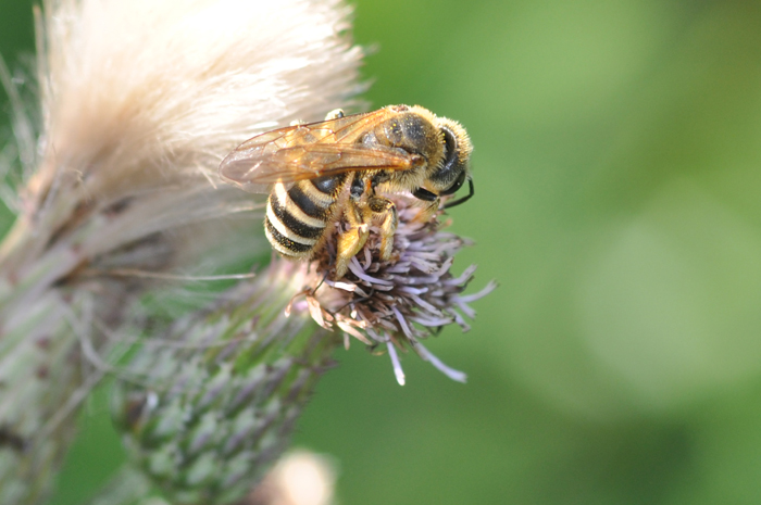 Halictus scabiosae?