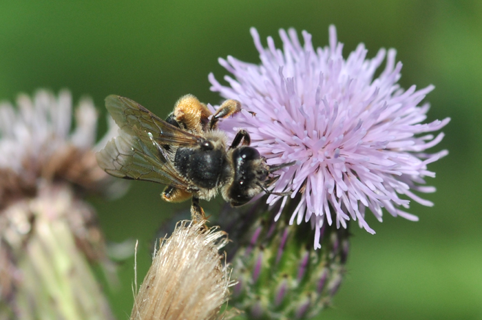 Halictus scabiosae?