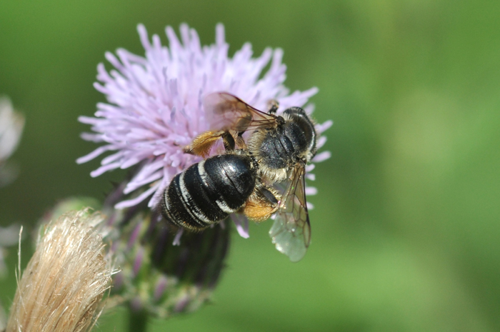 Halictus scabiosae?