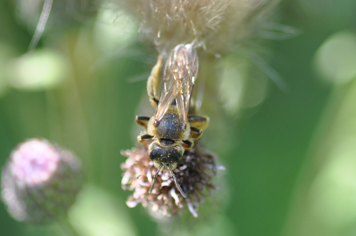 Halictus scabiosae?