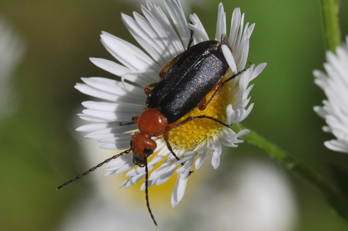 Zonitis (s.str.) flava di colore scuro